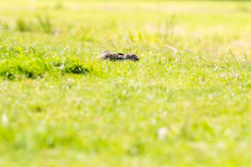 Alert hare lying down in grass with ears flat