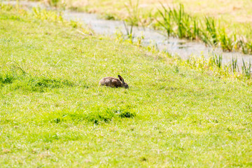 Hare eating the grass of meadow during summer