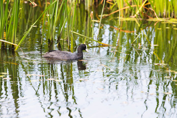 Coot swimming between reed in summer
