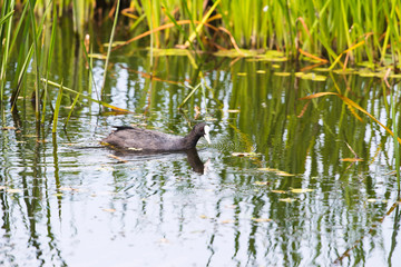 Coot swimming between reed in summer