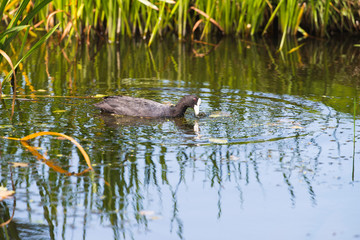 Coot pulling weed out of water in summer