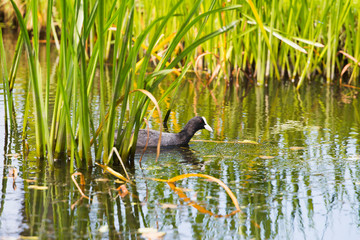 Coot swimming between reed in summer