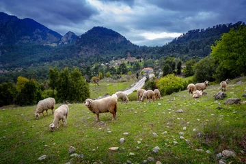 Photo sur Plexiglas Moutons A lot sheep on the beautiful green meadow
