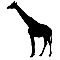 black silhouette of a giraffe. isolated vector illustration