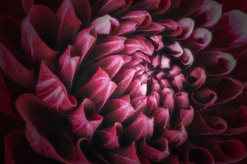 Dark red flower petals, close up and macro of chrysanthemum, beautiful abstract background