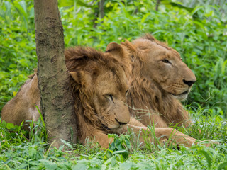 Male and Female Lions