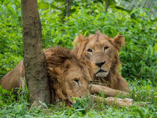 Male and Female Lions