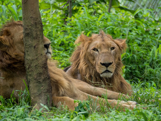 Male and Female Lions