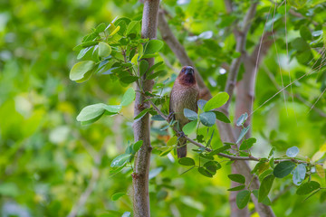 scaly breasted munia or spotted munia