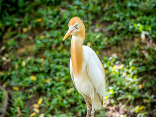 Cattle egret in the park