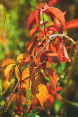 Wild grape red leaves, natural seasonal autumn vintage background