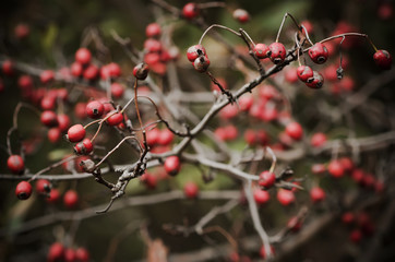 Hawthorn red berries in nature, autumn seasonal vintage dark grunge background