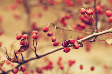 Hawthorn red berries in nature, autumn seasonal vintage background