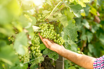 Naklejka na ściany i meble Holding grapes on the vineyard. Taking care for the grape harvest