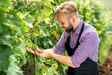 Worker in checkered shirt and apron taking care about grapes on the vineyard. Taking care for the...