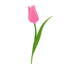 Pink flower tulip
