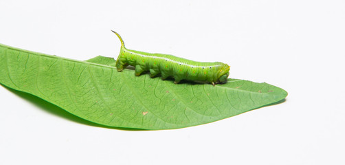 green worm on white background