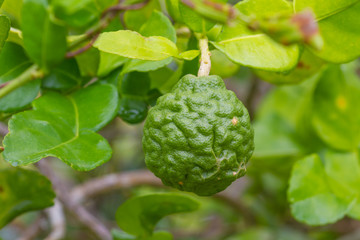 Leech lime or bergamot fruits on tree