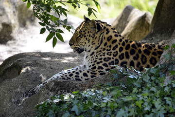 Leopard (Panthera pardus) lying on rock among ivy