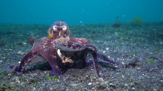 Coconut Octopus (Amphioctopus marginatus)
