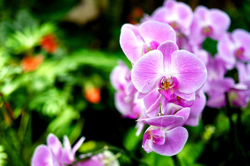 Fototapeta na wymiar Pink orchid macro
