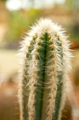 Green cactus with white hair