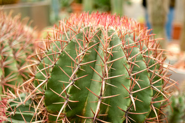 Naklejka na ściany i meble Big round cactus with red thorns