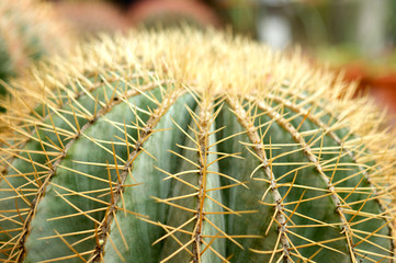 Big round cactus with yellow thorns