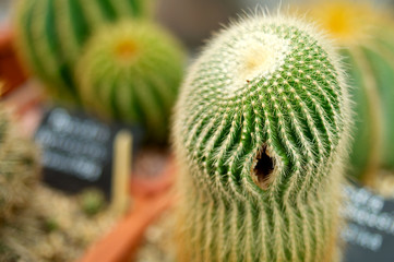 Cactus with a hole