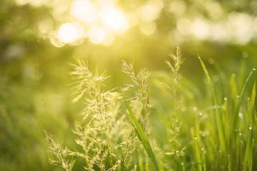 Natural abstract soft green summer eco sunny background with grass and light spots in vintage hipster style