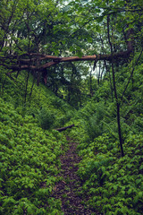 Dense green tropical jungle wet forest with a path way, natural seasonal eco summer background in hipster style