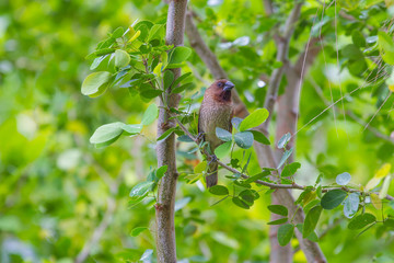 scaly breasted munia or spotted munia