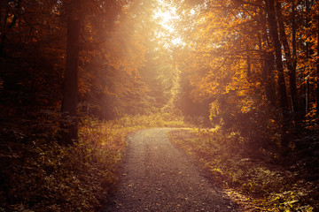 Autumn forest path in the sun light beautiful nature golden background