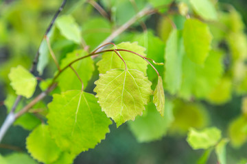 European aspen tree spring leaf.