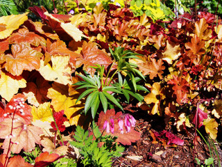 Helleborus foetidus 'Wester Flisk' (Stinking Hellebore, Dungwort, Setterwort, Bear's Foot) with Heucheras: 'Southern Comfort' and 'Marmalade'