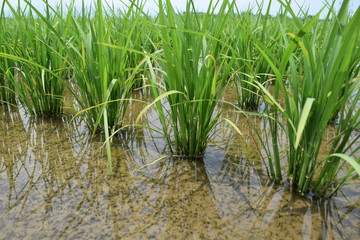 田植え３週間後の田園風景