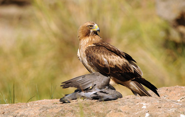 Aguila calzada con su presa
