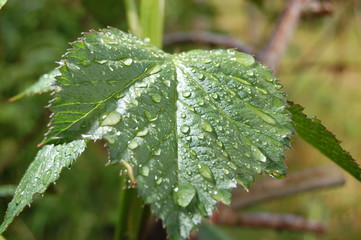 blackberry leaf after rain