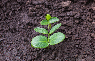 Young pumpkin sprouts in the garden.