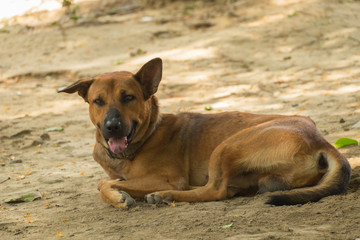 Thailand Dog Looking a Hope