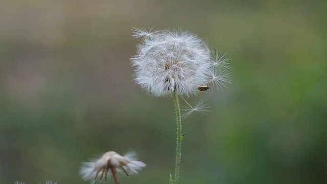 Air dandelion and a beetle