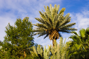 Palm tree in Morocco