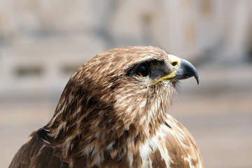 Beautiful eagle bird closeup