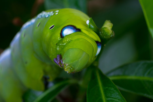 Close up Caterpillar, green worm is eating leaf .(Selective focus)
