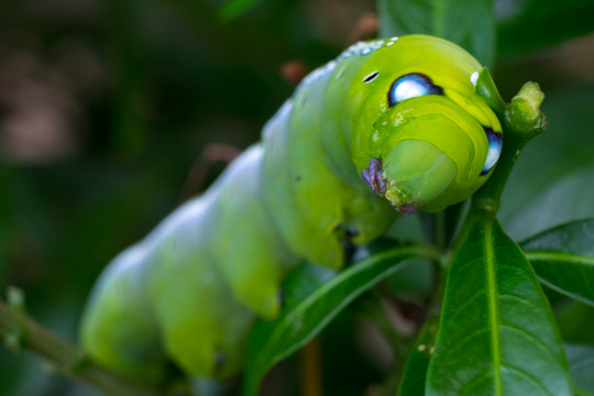 Close up Caterpillar, green worm is eating leaf .(Selective focus)
