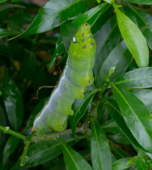 Close up Caterpillar, green worm is eating leaf .(Selective focus)