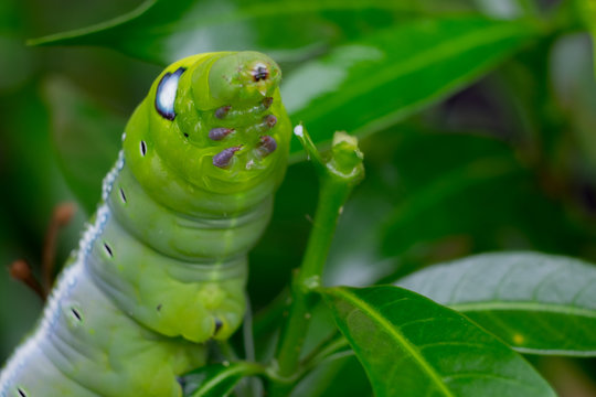Close up Caterpillar, green worm is eating leaf .(Selective focus)