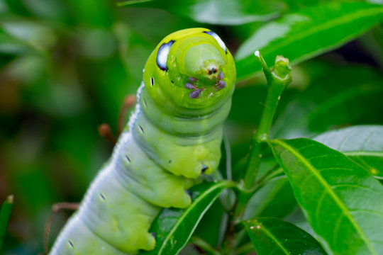 Close up Caterpillar, green worm is eating leaf .(Selective focus)