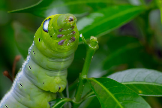 Close up Caterpillar, green worm is eating leaf .(Selective focus)