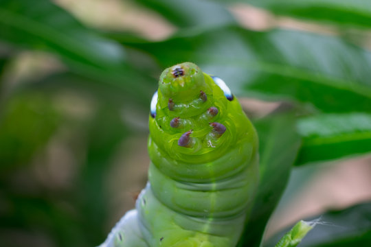 Close up Caterpillar, green worm is eating leaf .(Selective focus)